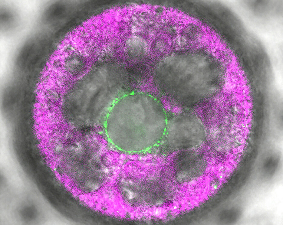 In dieser mehrzelligen Volvox-Alge wurde der neuartige Lichtsensor 2c-Cyclop mit Fluoreszenz grün markiert. Er zeigt sich in Membranen um den Zellkern herum.
