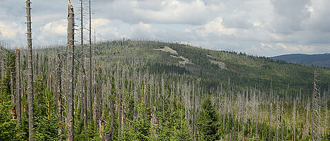 Blick auf einen Wald, in dem viele Fichten abgestorben sind.