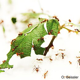 Blattschneiderameisen (<i>Atta sexdens</i>) beim Zerschneiden von Blättern