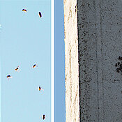 Bee colony in a power pole in Galicia. 