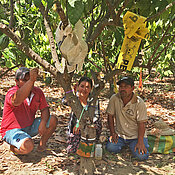 Local farmers helped out with fieldwork, maintaining exclusion cages for preventing access of flying insects and ant exclusions made with vinyl barriers covered with glue to prevent ants from crawling up the trees.