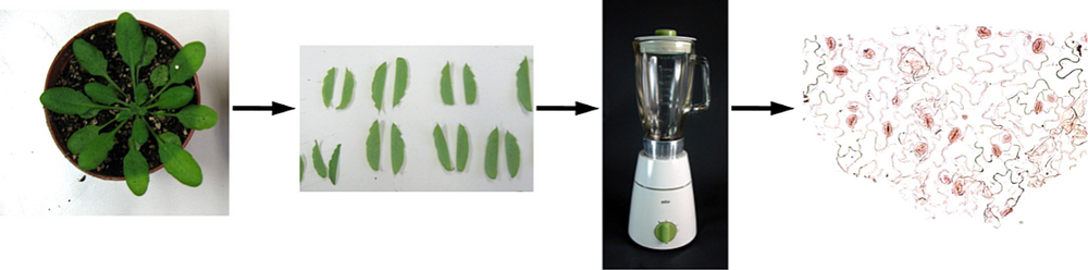 Von links nach rechts: Arabidopsis im Rosettenstadium, Blattstücke nach Entfernung der Mittelrippen, Haushaltsmixer, Epidermisfragment mit vital-gefärbten Schließzellen.