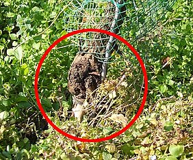 oben: Typisches Erscheinungsbild der Mauke-Erkrankung als Wucherung am unteren Sprossende eines Weinstocks. (Foto: IHK)