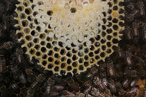 Pic:Beekeeping_10_different development phases_egg-larvae