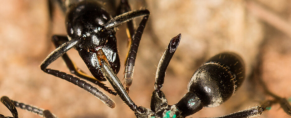 A Matabele ant treats the wound of a conspecific with an antimicrobial substance.