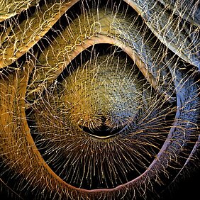 Mit dieser Aufnahme des Hinterleibs einer Biene hat Stefan Diller den „Best Image Contest“ gewonnen. (Foto: Stefan Diller)