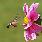 A hummingbird hawk-moth (Macroglossum stellatarum) visits a flower and drinks nectar. (Photo: Magdebuerger / Pixabay)