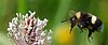 Hummel (<i>Bombus lucorum</i>) fliegt mit ausgestreckter Zunge auf eine Wegerich (<i>Plantago</i>) Blüte zu