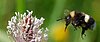 Bumblebee (<i>Bombus lucorum</i>) flies mit extended tongue towards a plantain flower (<i>Plantago</i>)