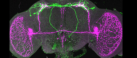 PTTH neurons (green) connect the circadian clock (magenta) of the brain with the peripheral clock in the prothoracic gland.