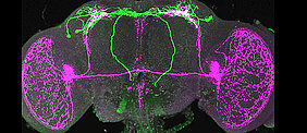 PTTH Neurone (grün) verbinden die zentrale Uhr (magenta) des Gehirns mit der peripheren Uhr der Prothorakaldrüse. (Foto: AG Wegener)