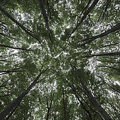 Gloomy outlook: little sunlight penetrates through the dense canopy of the beech forest. 