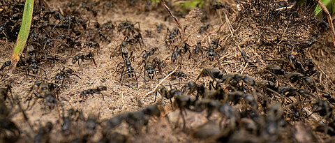 Afrikanische Matabele-Ameisen bei einem Jagdzug.