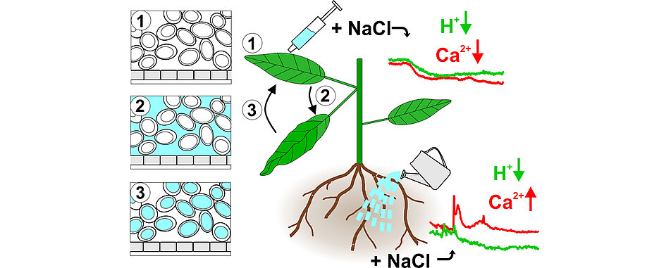 Die Flutung der Zellzwischenräume mit Salz bewirkt ein vorübergehendes Sinken des Blattes (1 -> 2). Nach Entsorgung des Salzes in der Vakuole (3) nimmt das Blatt seine Ausgangsposition wieder ein (1). Die Salzapplikation löst im Blatt eine Erniedrigung in der zytoplasmatischen Kalziumionen- und Protonenkonzentration aus, in der Wurzel aber eine Kalziumionen-Erhöhung. 