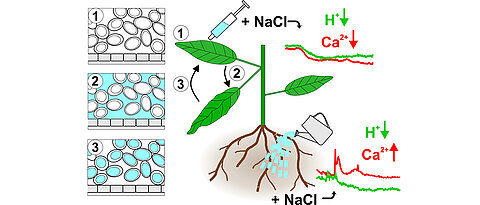 Flooding the intercellular spaces with salt causes the leaf to sink temporarily (1 -> 2). After disposal of the salt in the vacuole (3), the leaf resumes its initial position (1). The application of salt causes a decrease in the cytoplasmic calcium ion and proton concentration in the leaf, but an increase in calcium ions in the root. 