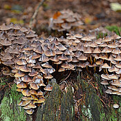 Pilze sind sehr wichtig für den Abbau von Totholz. Dabei werden im Holz gebundene Nährstoffe wieder verfügbar gemacht. 