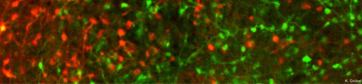 Doppelte retrograde Fluoreszenzfärbung (rot/grün) synpatischer Boutons