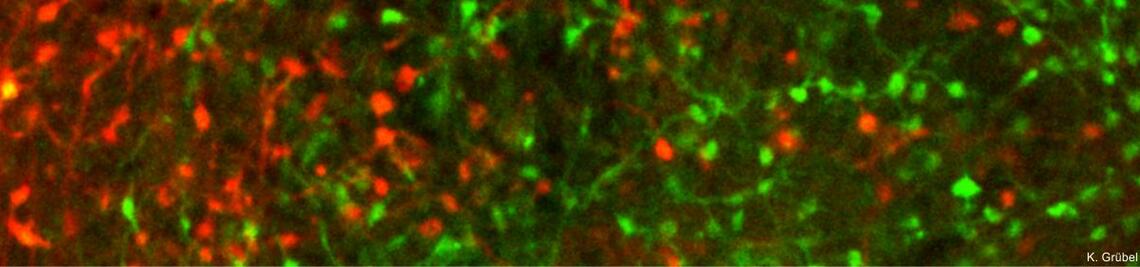 Doppelte retrograde Fluoreszenzfärbung (rot/grün) synpatischer Boutons