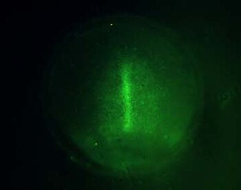 Medaka transgenic GFP line