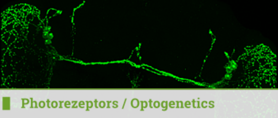 Photoreceptors / Optogenetics