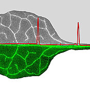 Electrical signals travel alongside the sieve tube elements of plants. (Picture: Rosalia Deeken / Sönke Scherzer /Christian Wiese)