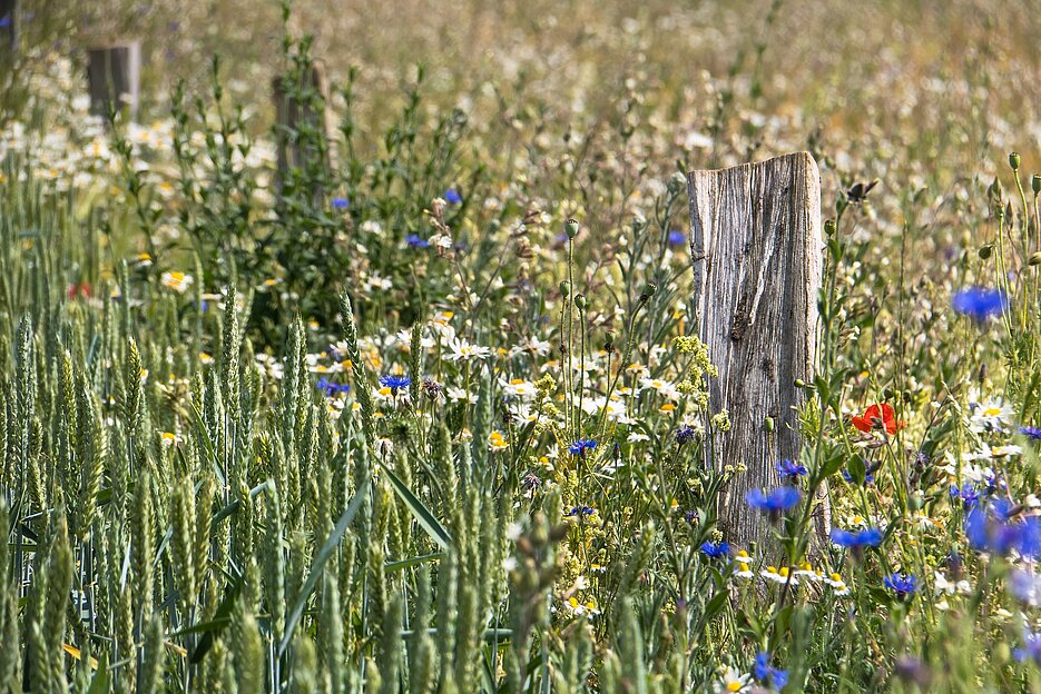 Flower strips are the focus of a Europe-wide research project