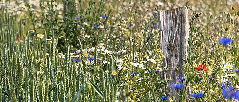 Flower strips are the focus of a Europe-wide research project