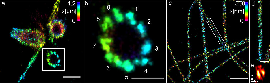 (a) Dreidimensionale Ex-dSTORM von 3,2-fach expandierten Zentriolen. Messbalken ein Mikrometer. (b) Der vergrößerte Ausschnitt aus (a) zeigt die neunfache Symmetrie der Prozentriole. Messbalken 500 Nanometer. (c) Dreidimensionale Ex-dSTORM von 3,1-fach expandierten Tubulinfilamenten. Messbalken zwei Mikrometer. (d) Die Vergrößerung aus (c) zeigt ein Tubulinfilament; Messbalken 500 Nanometer. (e) Der Querschnitt eines Tubulinfilaments zeigt dessen hohle Struktur. Messbalken 200 Nanometer.