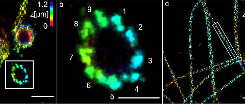 (a) Dreidimensionale Ex-dSTORM von 3,2-fach expandierten Zentriolen. Messbalken ein Mikrometer. (b) Der vergrößerte Ausschnitt aus (a) zeigt die neunfache Symmetrie der Prozentriole. Messbalken 500 Nanometer. (c) Dreidimensionale Ex-dSTORM von 3,1-fach expandierten Tubulinfilamenten. Messbalken zwei Mikrometer. (d) Die Vergrößerung aus (c) zeigt ein Tubulinfilament; Messbalken 500 Nanometer. (e) Der Querschnitt eines Tubulinfilaments zeigt dessen hohle Struktur. Messbalken 200 Nanometer.