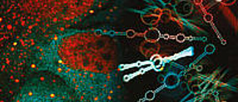 Genaktivität wird im Organismus nicht nur auf Ebene der DNA kontrolliert, sondern auch über RNA-Moleküle. Bild: Lehrstuhl für Biochemie