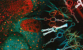 Genaktivität wird im Organismus nicht nur auf Ebene der DNA kontrolliert, sondern auch über RNA-Moleküle. Bild: Lehrstuhl für Biochemie