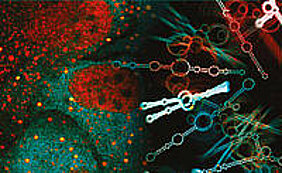 Genaktivität wird im Organismus nicht nur auf Ebene der DNA kontrolliert, sondern auch über RNA-Moleküle. Bild: Lehrstuhl für Biochemie Genaktivität wird im Organismus nicht nur auf Ebene der DNA kontrolliert, sondern auch über RNA-Moleküle. Bild: Lehrstuhl für Biochemie