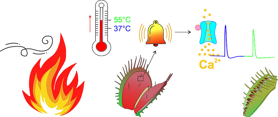 The Venus flytrap has a heat sensor in its sensory hairs, through which it reacts to heat waves in the run-up to bushfires. If the temperature rapidly exceeds the 37 degree Celsius mark, a calcium-dependent action potential (AP) is fired as a warning signal. If the temperature rises to the threshold of 55 degrees Celsius, a second AP is fired, the trap closes and the sensory hairs are protected from burning.