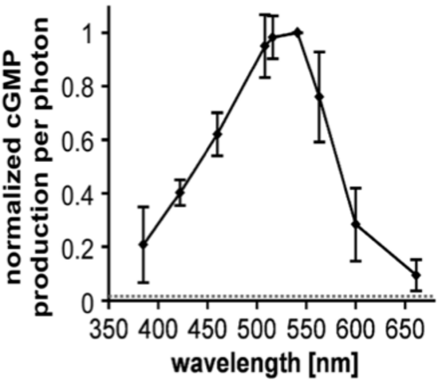 as well as the action spectrum of Cyclop with maximum at approx. 530 nm in C.