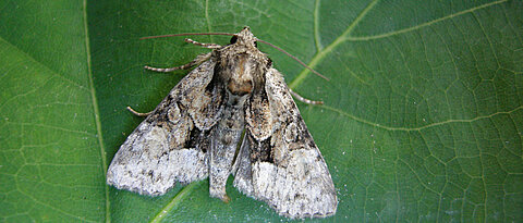 Ein Exemplar der Hellen Pfeifengras-Grasbüscheleule (Pabulatrix pabulatricula), die bis vor Kurzem als ausgestorben galt.