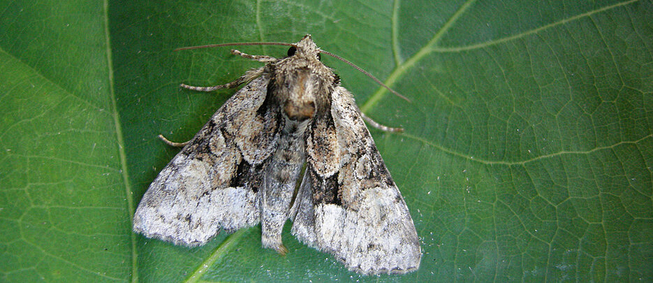 Ein Exemplar der Hellen Pfeifengras-Grasbüscheleule (Pabulatrix pabulatricula), die bis vor Kurzem als ausgestorben galt.