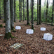 Experiment with deadwood in the Bavarian Forest National Park: some of the wood is kept in cages to keep insects at bay.