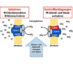 Modell der Chloridvermeidung auf versalzten Böden. (Grafik: Dietmar Geiger)