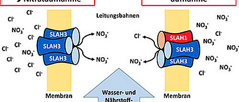 Modell der Chloridvermeidung auf versalzten Böden. (Grafik: Dietmar Geiger)