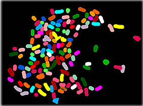 Spectral karyotype of a metaphase of a macrophage treated with a synthetic bacterial lipoprotein. A normal cell contains exactly two copies of each of the chromosomes dyed in different colours.