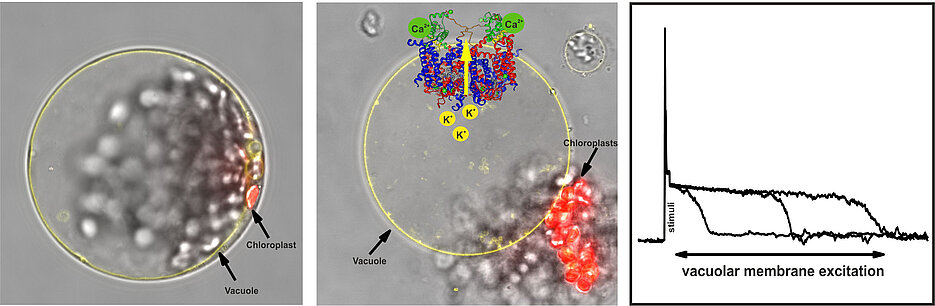 The activity of the TPC1 ion channel in the vacuole membrane (yellow) is essential for the excitability of the vacuole. On the left is a plant cell, in the middle the vacuole with chloroplasts (red) and a 3D reconstruction of the TPC1 crystal structure.