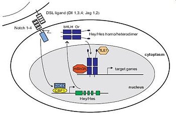 Hey activation by notch signallingHey activation by notch signalling