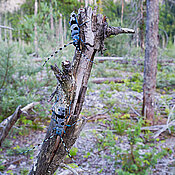 The alpine longhorn beetle (Rosalia alpina) belongs to the family of longhorn beetles. Its larvae feed on deadwood. 