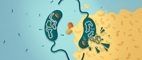 Das Bakterium Vibrio cholerae besitzt ein Abwehrsystem gegen Bakteriophagen mit dem Namen CBASS.  Dieser Phagenabwehrmechanismus macht den Cholera-Erreger sensitiv gegenüber Antibiotika.