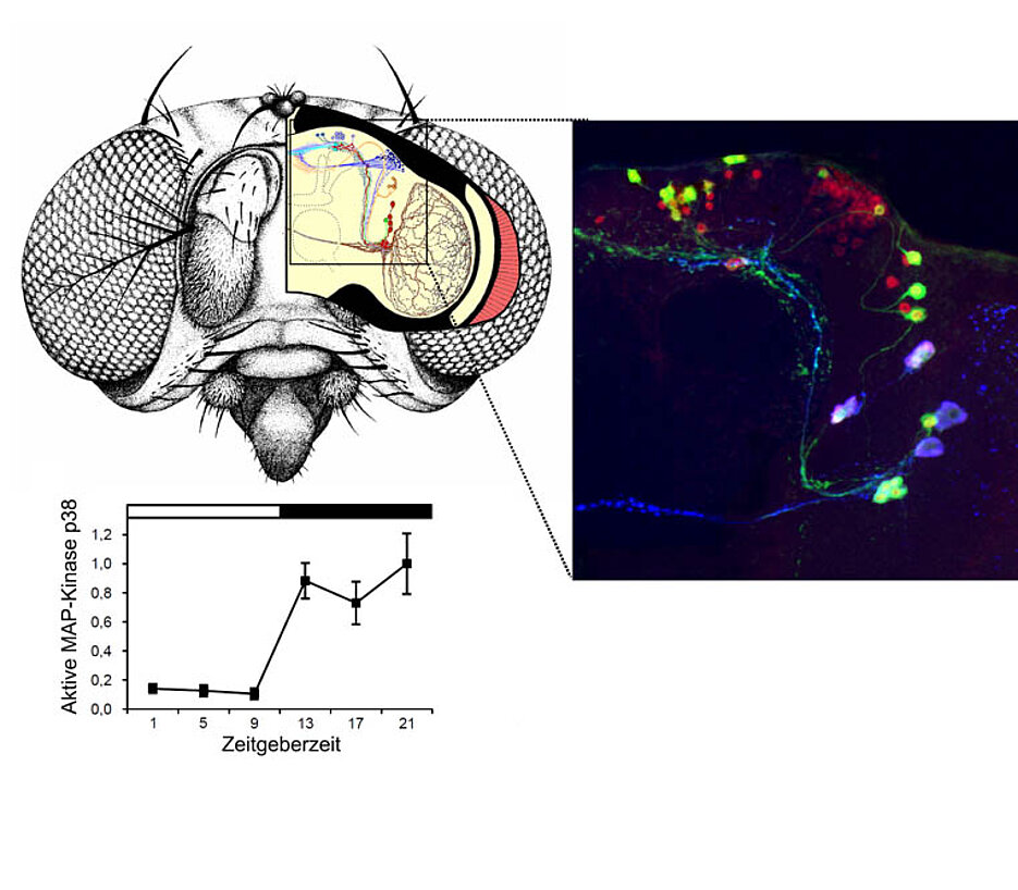 Die MAP-Kinase p38 wird in den Uhren-Neuronen im Gehirn der Taufliege exprimiert und ist nachts aktiv (links unten). Sie interagiert mit dem Uhren-Protein Period und verbindet auf diese Weise das Stress-System mit der inneren Uhr. Rechts oben ist das neur