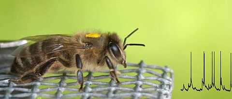 Image compostion of a honeybee and a spike train from a intracellular recording