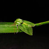 Pseudoips prasinana