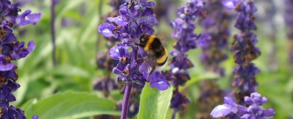 Die Dunkle Erdhummel (Bombus terrestris) ist eine der in Europa am häufigsten vorkommenden und auch größten Arten der Hummeln. Hier besucht sie eine Salbeiblume (Salvia farinacea) in einem urbanen Gebiet.