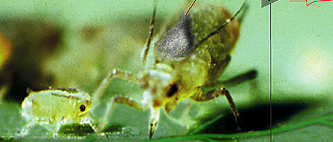 Aphids puncture the phloem vessels of plants. They can be used as biosensors for measuring electrical signals.