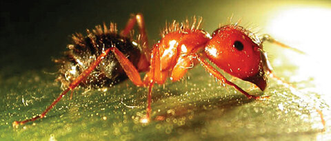 Eine Arbeiterin der Rossameisen-Art Camponotus floridanus. Foto: Heike Feldhaar